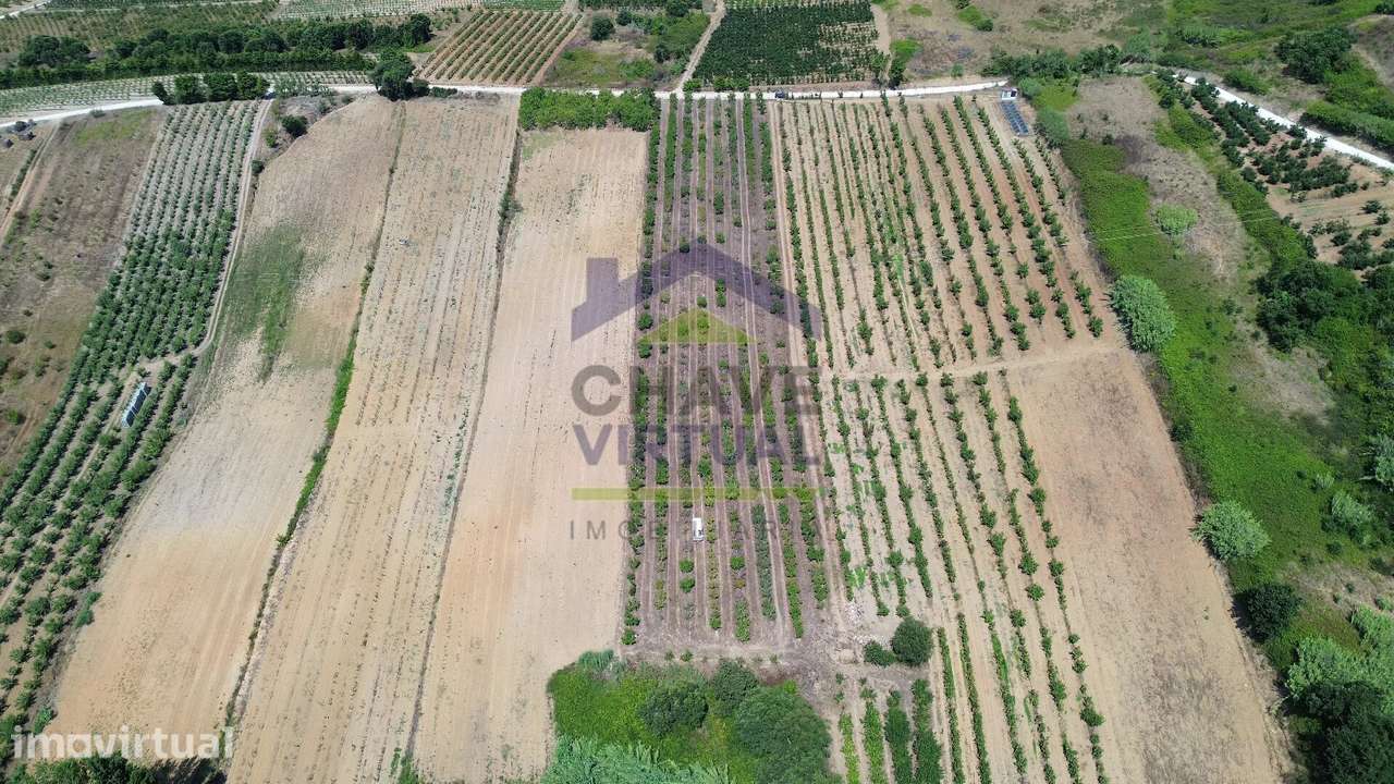 Terreno Rústico com 7.280 m2 - Carvalhal, Bombarral - Grande imagem: 2/9