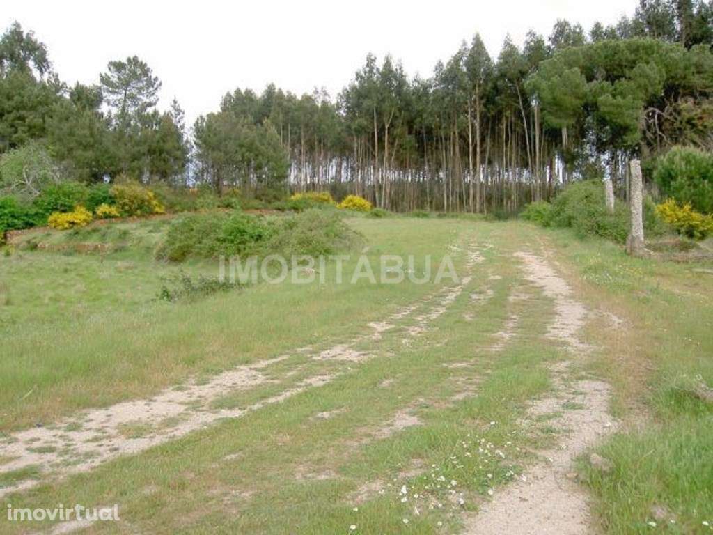 Terreno situada no centro de Portugal, perto da vila de Tábua. - Grande imagem: 2/5