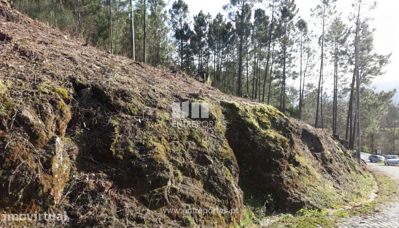 Venda Terreno,Santa Leocádia, Baião - Grande imagem: 4/6
