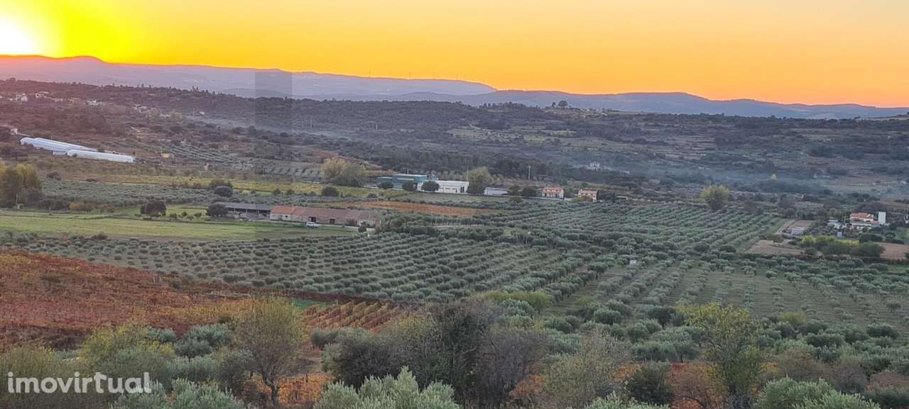 Oportunidade Única | Propriedade Agrícola | 36 Hectares: Oliveiras, Am - Grande imagem: 5/48