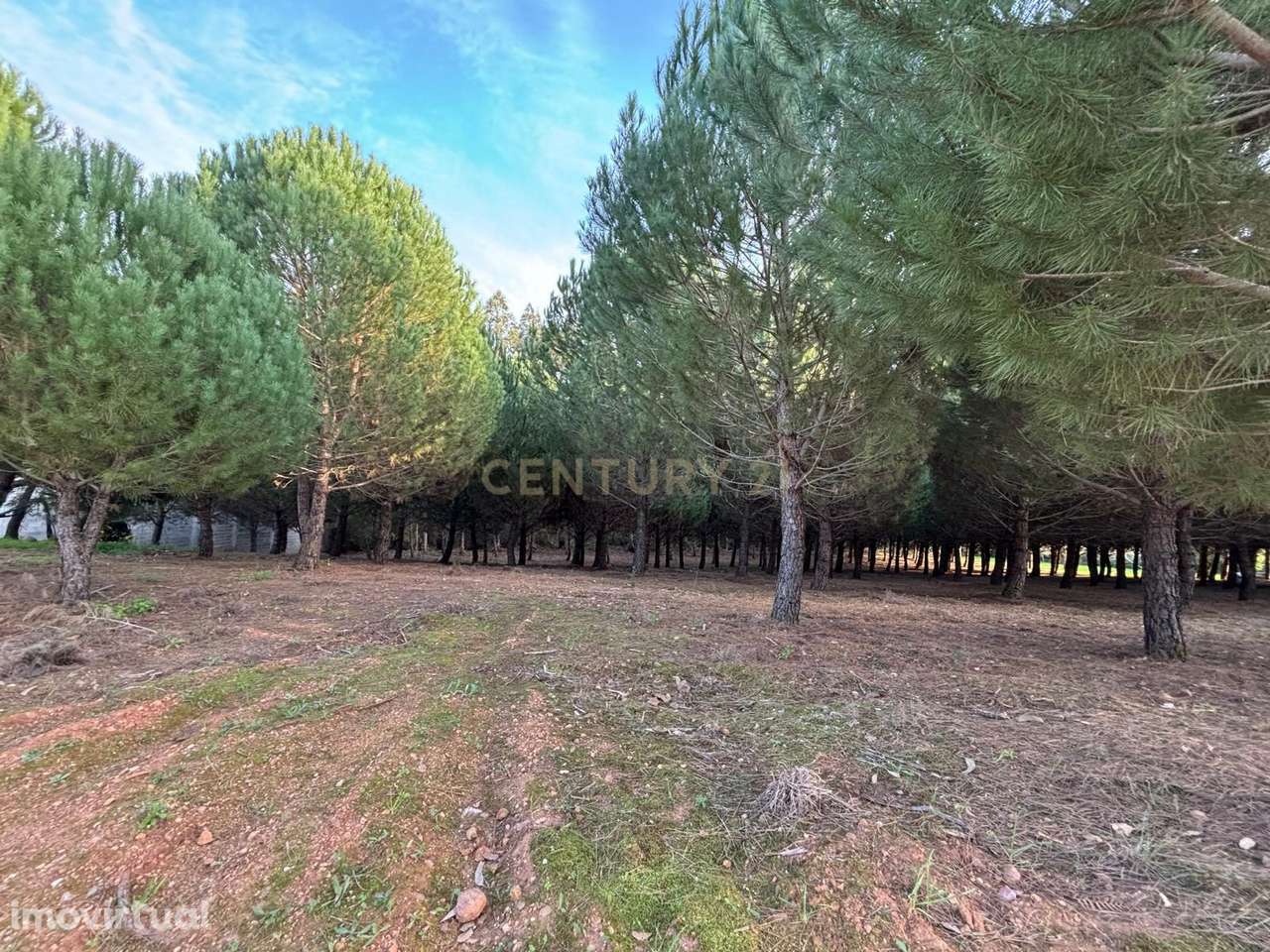 Terreno rústico - Casal Novo - Ferreira do Zêzere - Grande imagem: 4/14