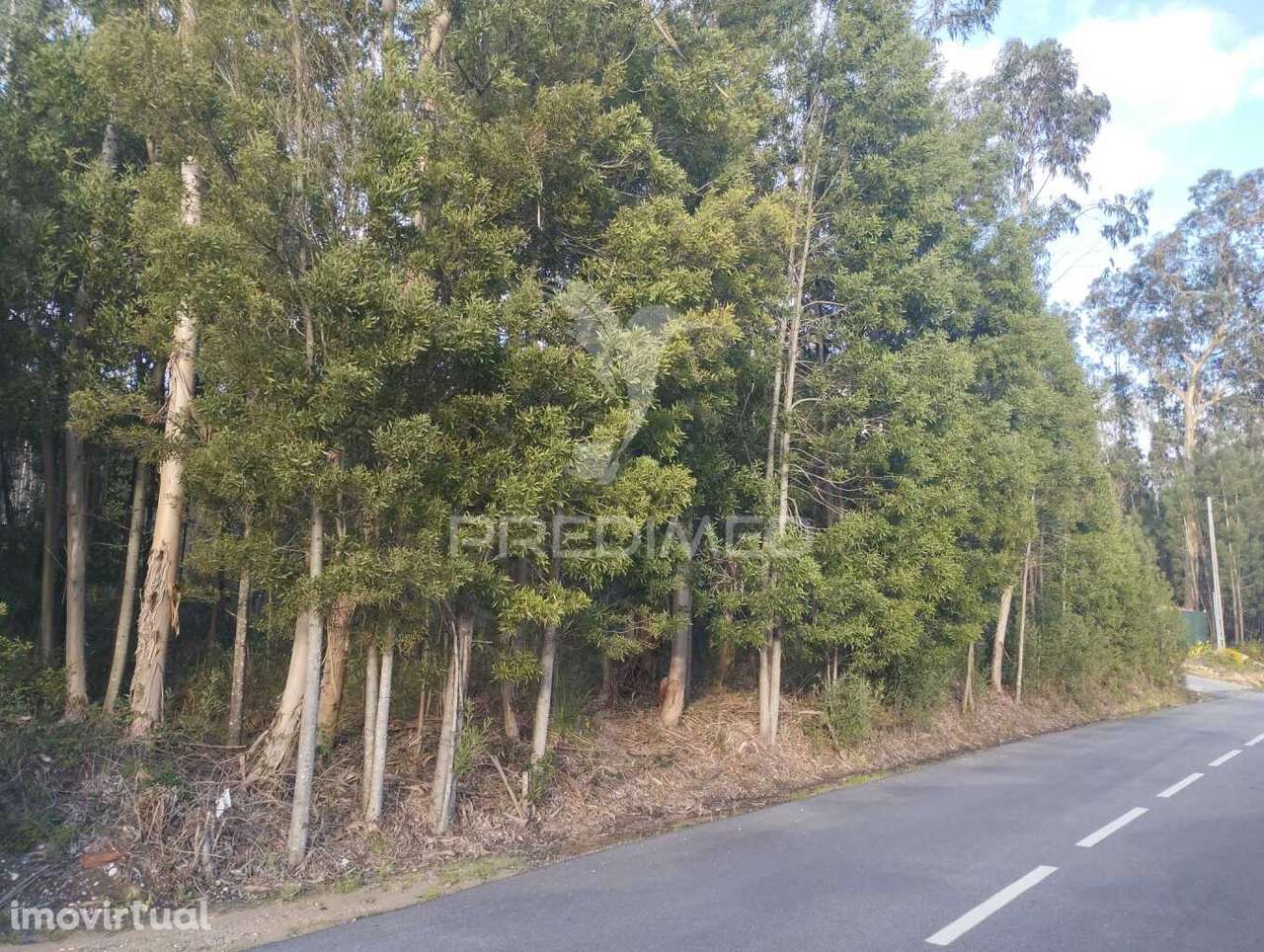 Terreno em Oliveirinha (Picoto) - Grande imagem: 2/8