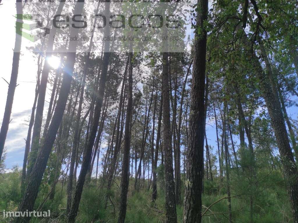 Terrenos Florestais