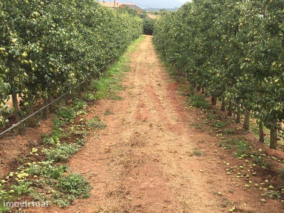 Quinta com 10 hectares em Alguber, Cadaval - Grande imagem: 3/15