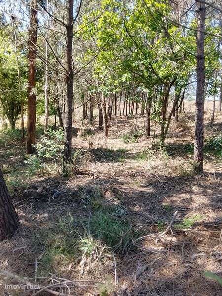 Vendo bouça com pinheiros e eucaliptos - Grande imagem: 2/4