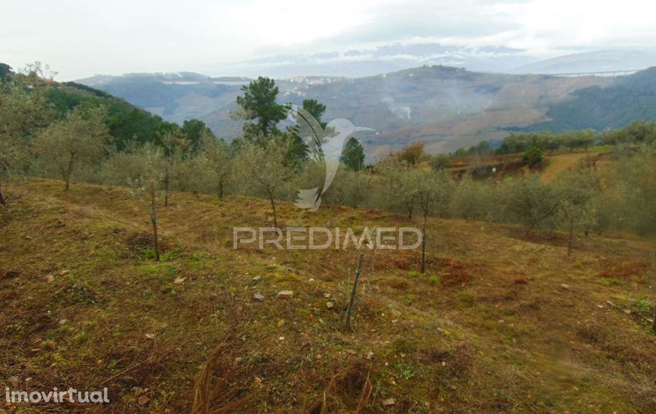 Olival em produção - Abaças / Vila Real - Grande imagem: 2/28