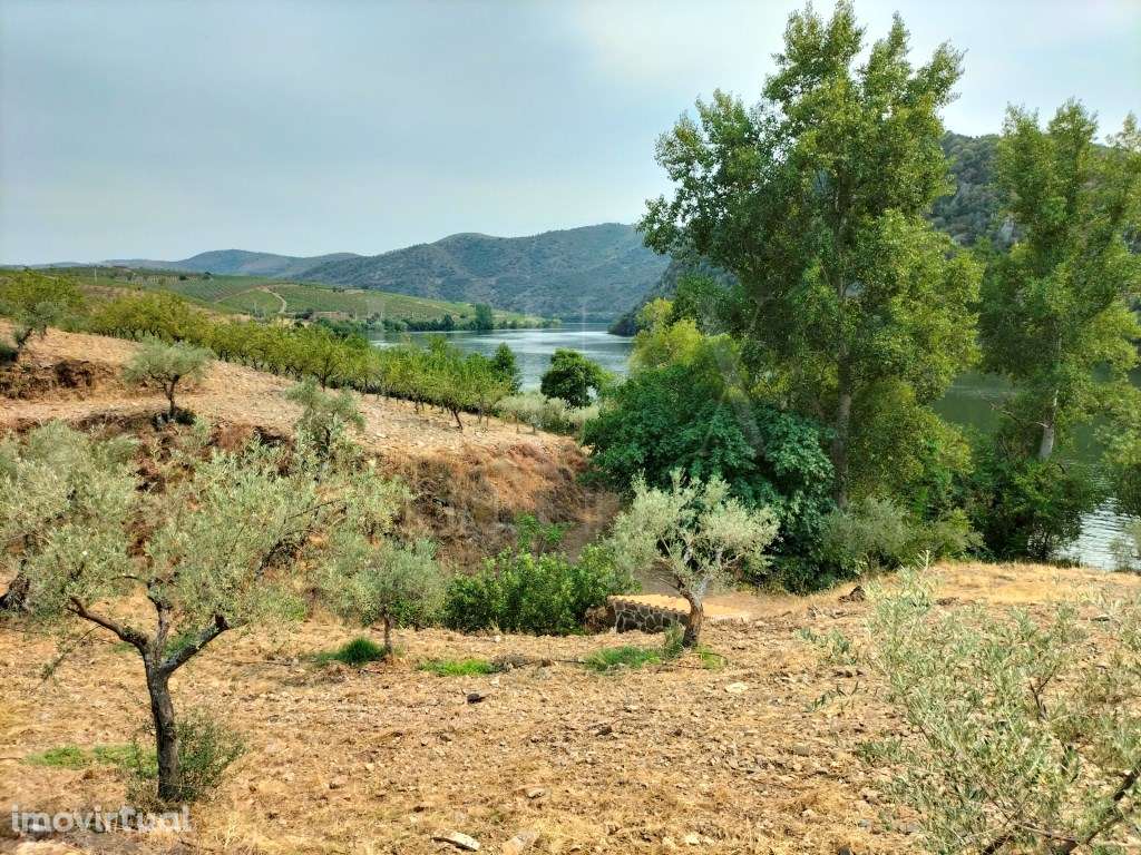 QUINTA DE 12Ha COM FRENTE DE RIO NO DOURO INTERNACIONAL - Grande imagem: 2/30