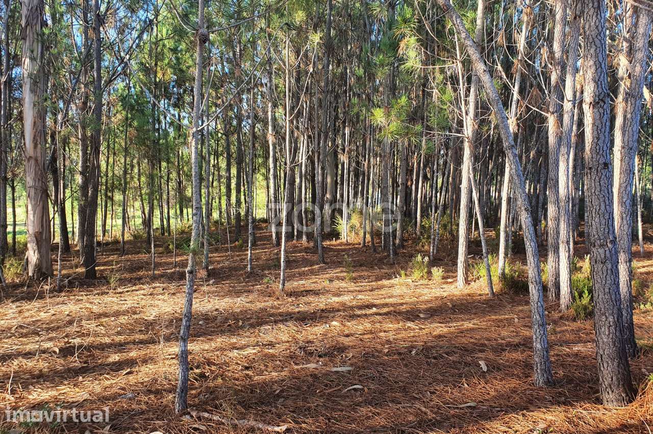 Terreno Rustico - Grande imagem: 5/15