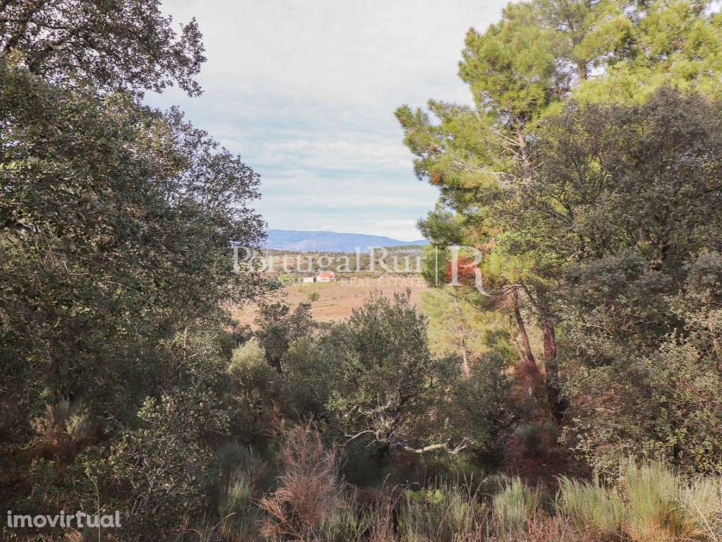 Quinta de 4,18 ha confinante com a ribeira na Orca, Fundão - Grande imagem: 3/47