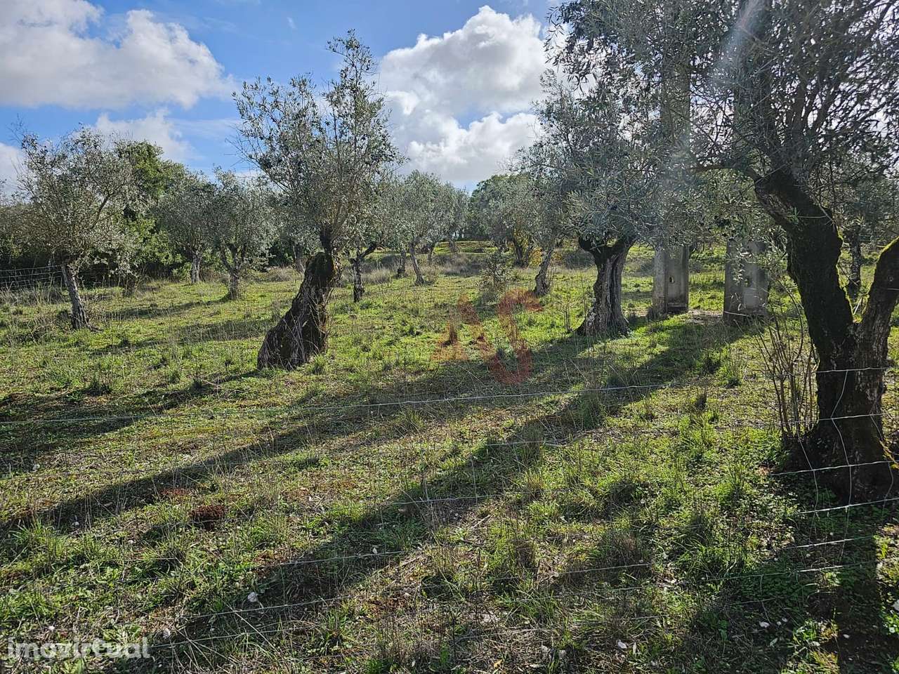 Terreno Rústico com 17.143 m² e com Olival em Nossa Senhora da Conceiç - Grande imagem: 5/6