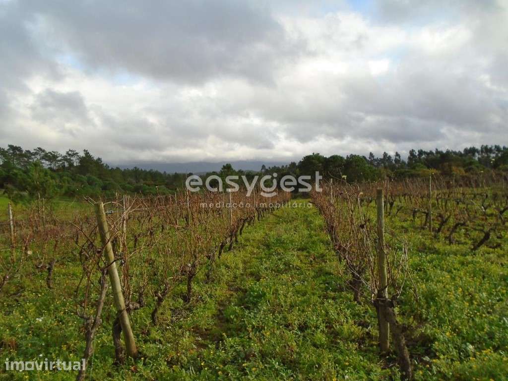 Terreno com 1365 m2 para agricultura e vinha nos Montes Alpedriz - Grande imagem: 3/14