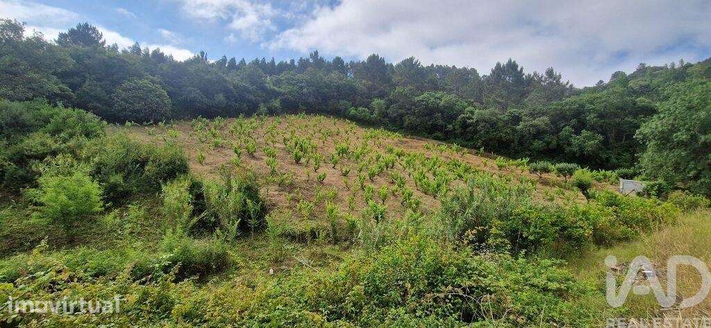 Terreno Agrícola em Mafra - Grande imagem: 4/24