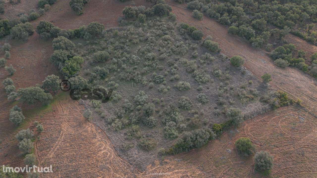 Terreno Rústico em Vila De Frades - Grande imagem: 4/4