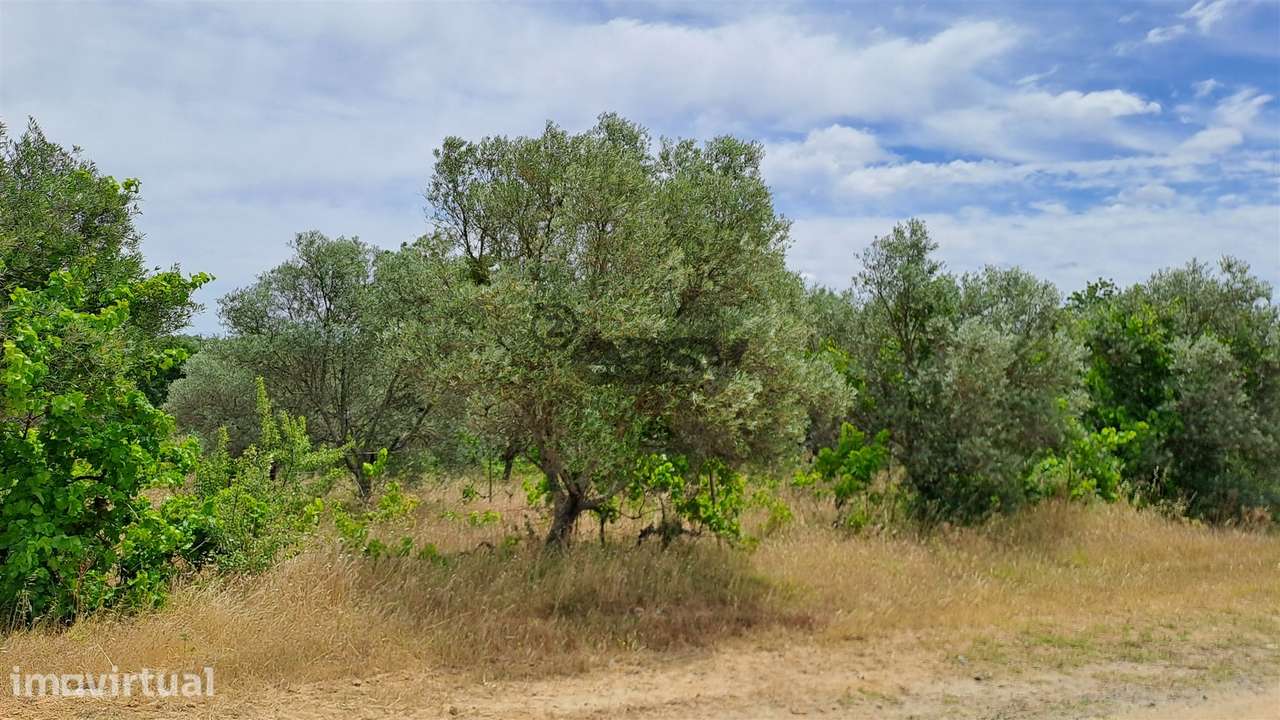 Terreno rústico com 5.250 m2 com Oliveiras e Pé de Vinha - Grande imagem: 3/8
