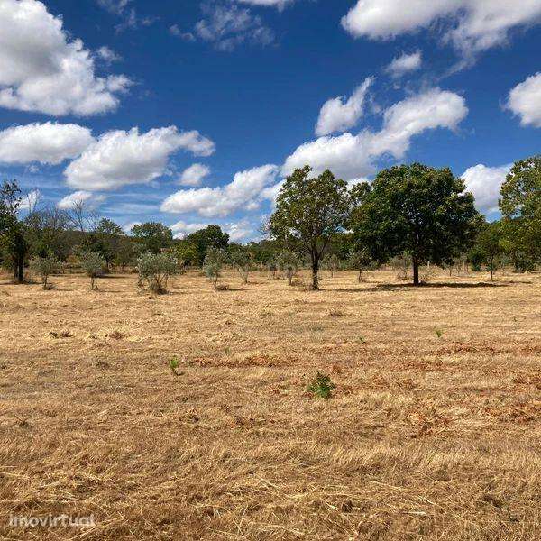 Terreno Agrícola em Pinela, Bragança - Grande imagem: 3/10
