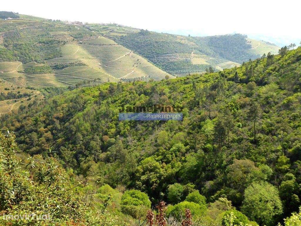 29.000m2 de terreno rústico p/ plantações novas. Portugal, Sabrosa,... - Grande imagem: 3/7