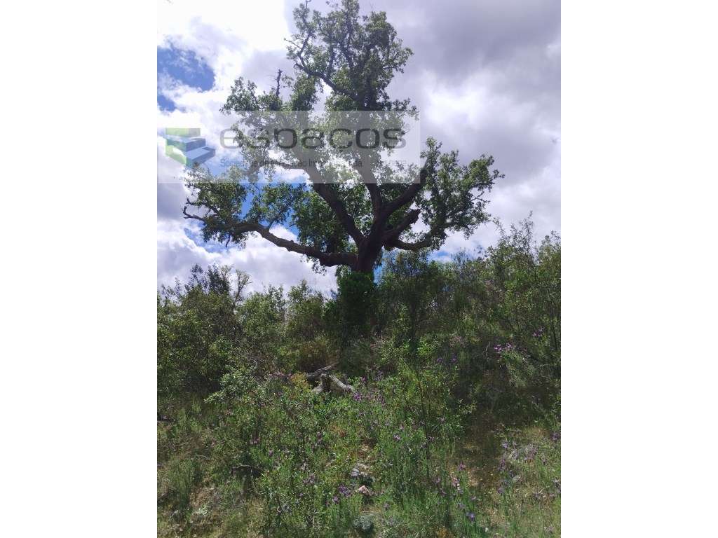 Terreno Monte Fidalgo - Grande imagem: 5/18