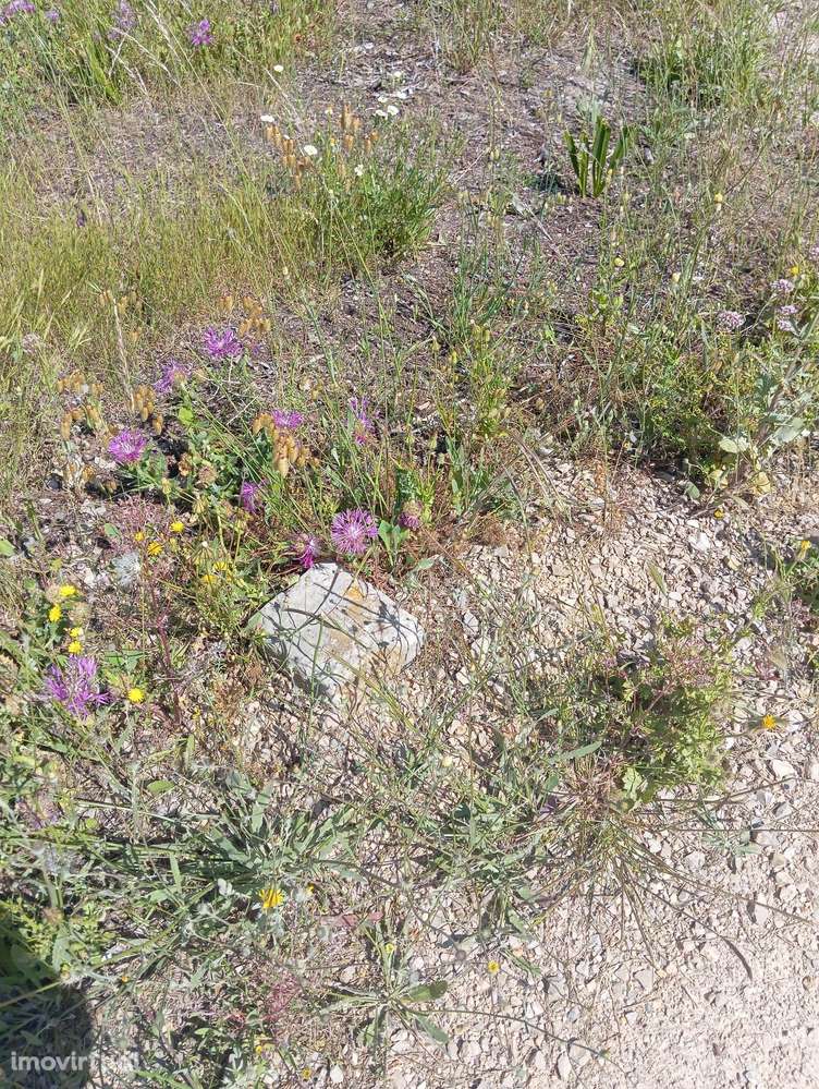 Terreno Rústico perto do Meco - Grande imagem: 4/7