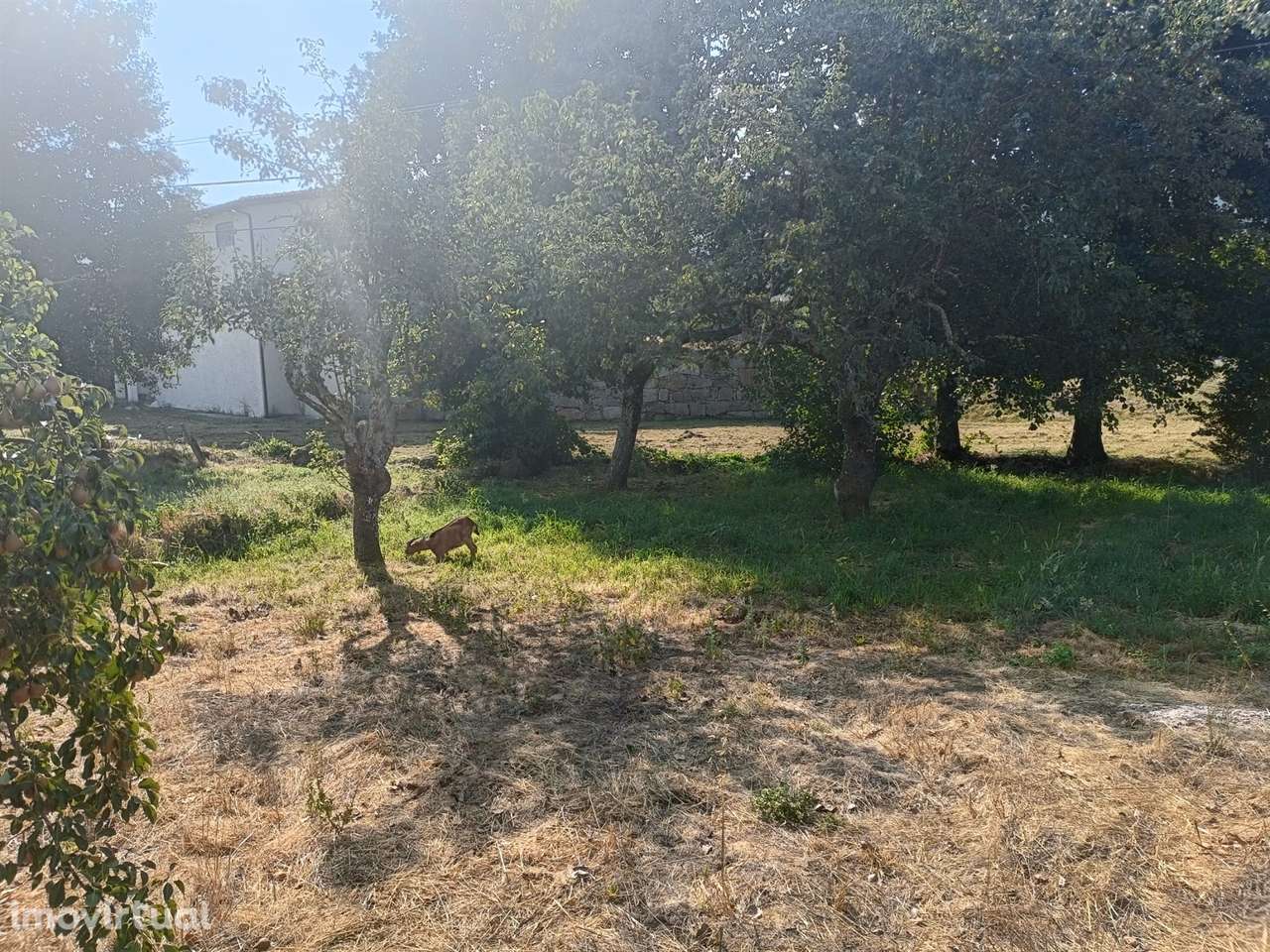 Terreno Para Construção  Venda em Seia, São Romão e Lapa dos Dinheiros - Grande imagem: 2/5