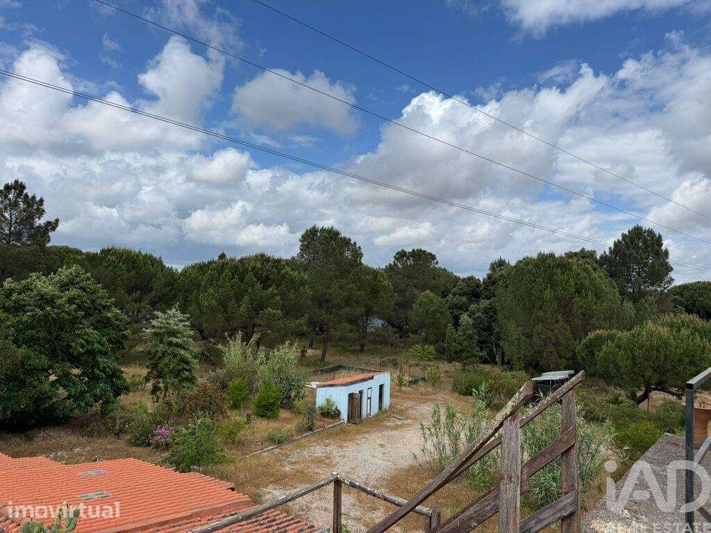 Terreno Agrícola em Pegões - Grande imagem: 4/14