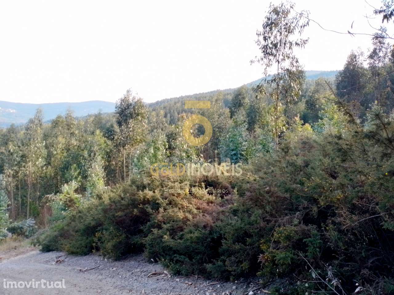 Terreno Florestal - Grande imagem: 2/5