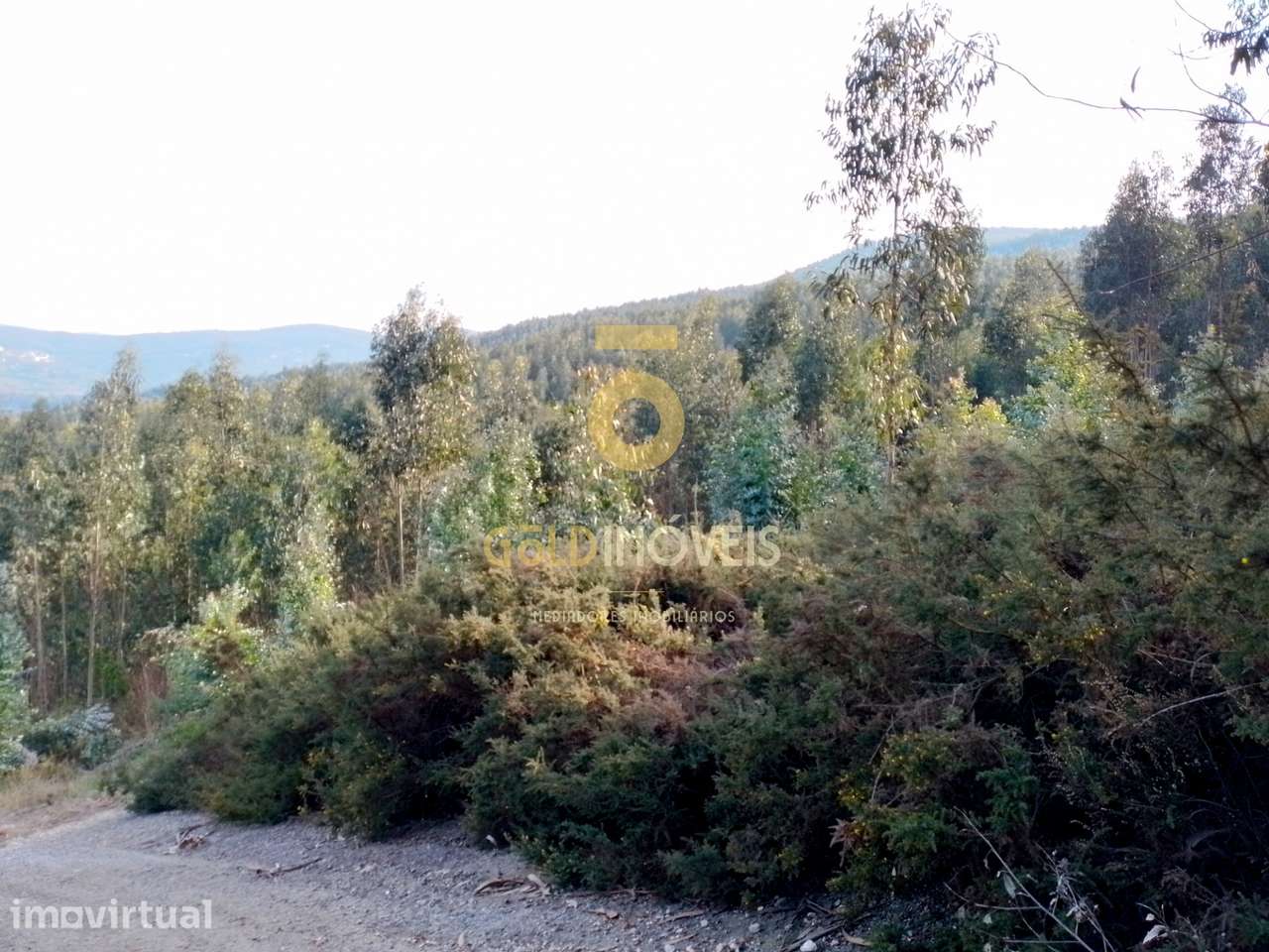 Terreno Florestal - Grande imagem: 2/5