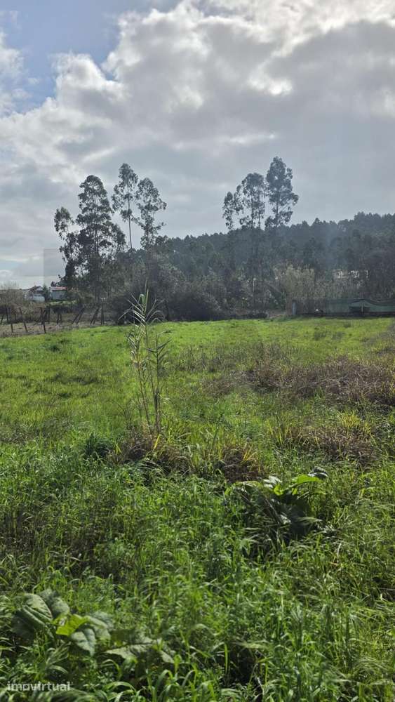 Lote de Terreno para Construção em Murta – Oliveira do Bairro - Grande imagem: 3/9