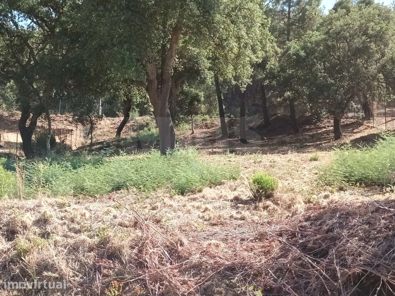 Terreno Misto, Salgueiro do Campo, Castelo Branco - Grande imagem: 5/17
