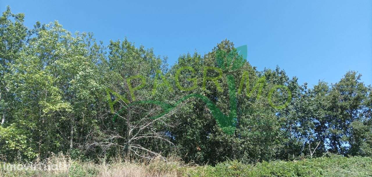 Terreno rústico "Linhares" em Penela da Beira, Penedono - Grande imagem: 2/21