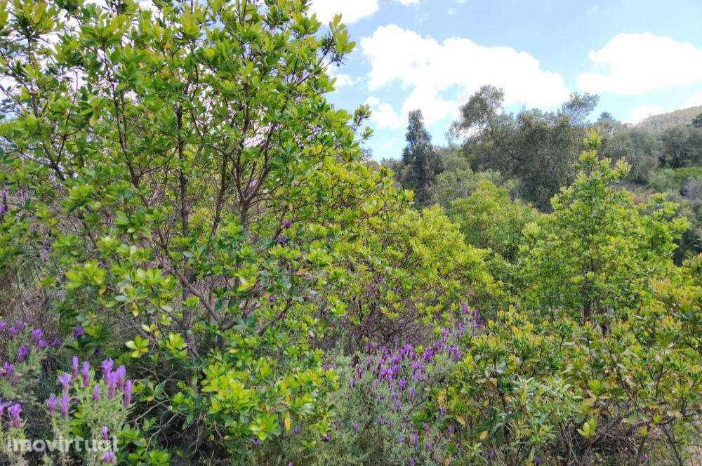 Terreno Rústico - Nave Redonda, Sabóia - Grande imagem: 5/7