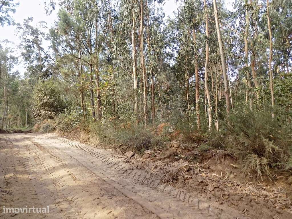 Terreno com mais de 15000 m2 - Grande imagem: 5/14