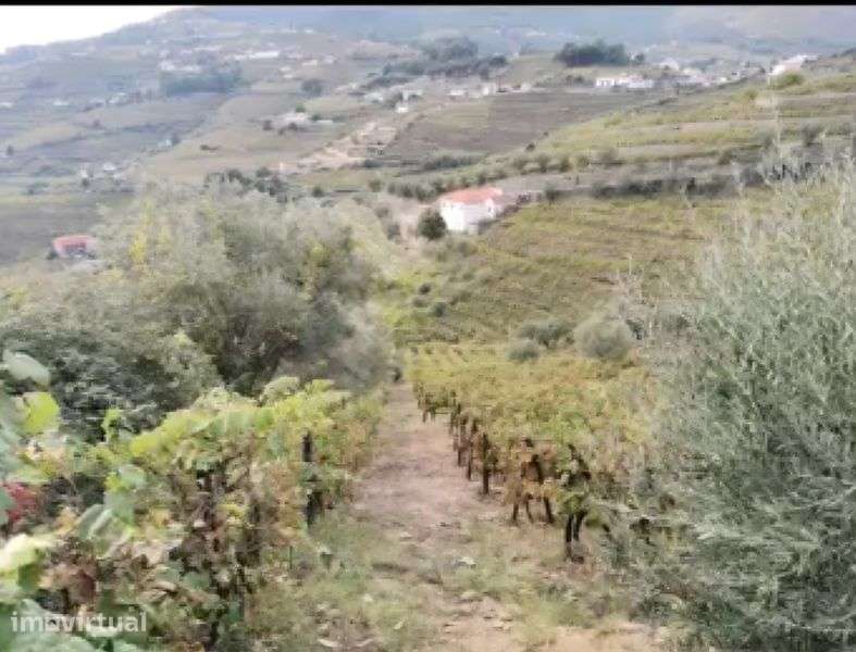Douro vinhateiro - Vista 6