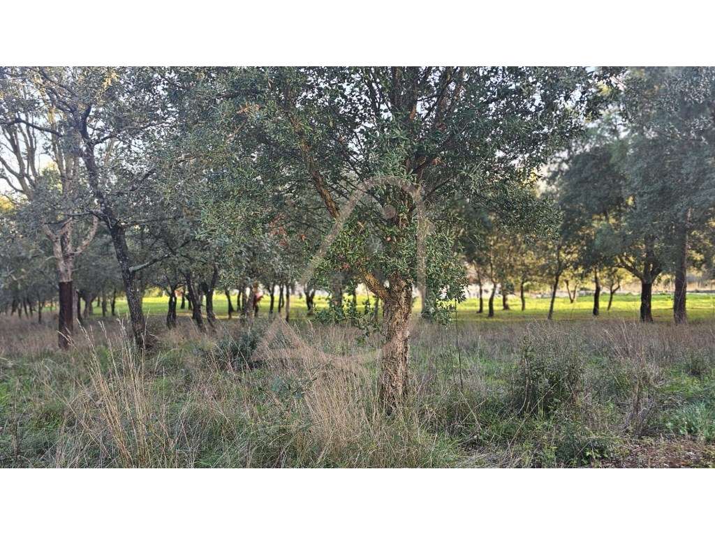 Terreno para Construção / Área Total 2900m2 / Albergaria - Grande imagem: 3/5