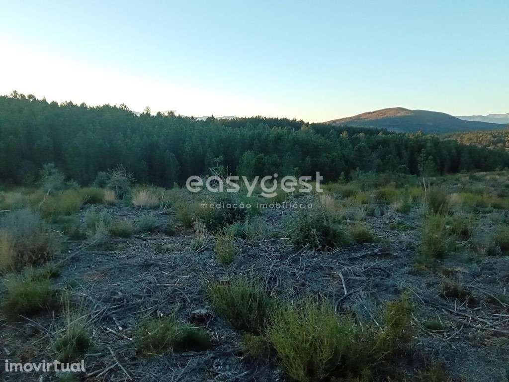 Terreno Rústico na Serra da Gardunha - Grande imagem: 4/13