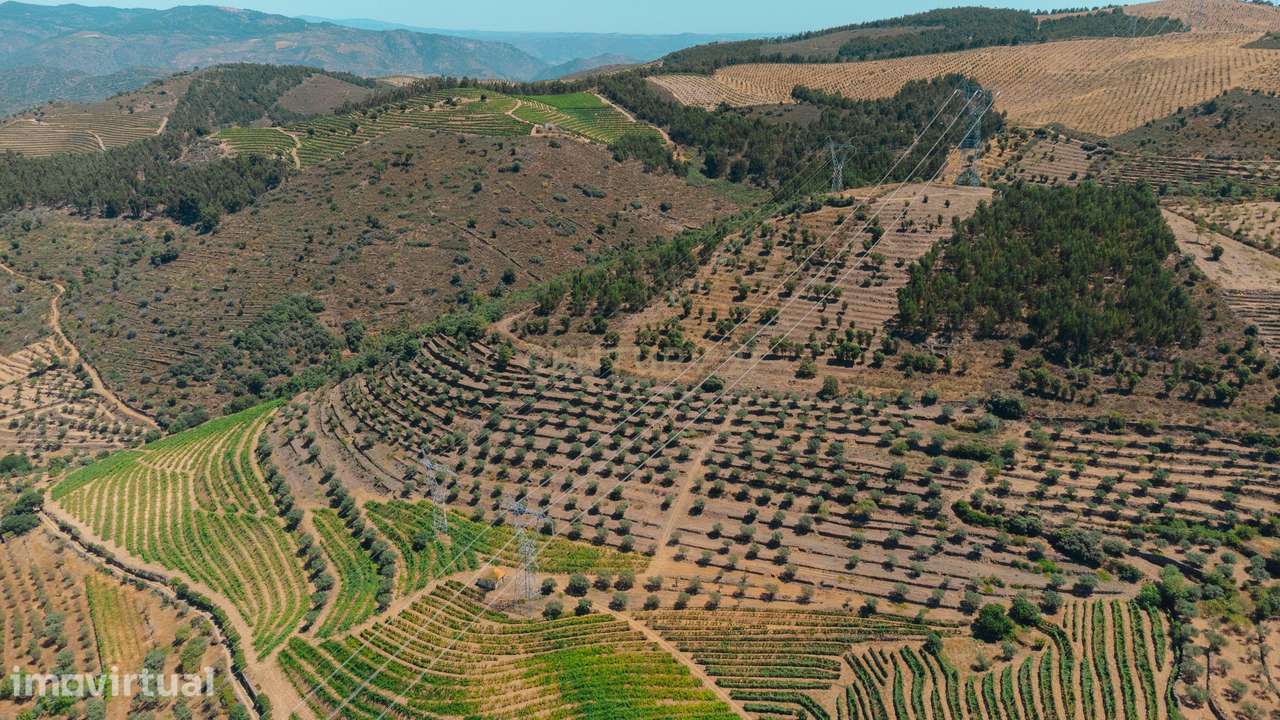 Quinta dos Cantos — Propriedade com vinha, olival e potencial agrícola - Grande imagem: 2/39