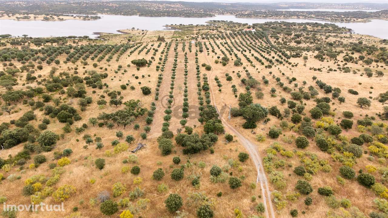 Terreno Agrícola com Olival com 14000m2 Barragem de Alqueva– Ferreira - Grande imagem: 2/17