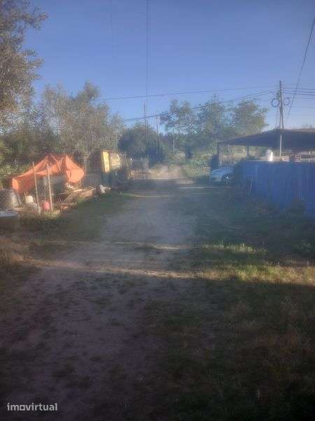 Quinta com barracao agricola Abrantes - Grande imagem: 5/7