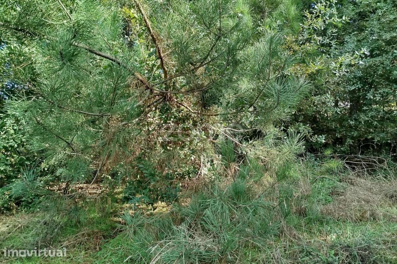 Dois lotes para construção com vários arvores de fruto, castalheiro... - Grande imagem: 4/54