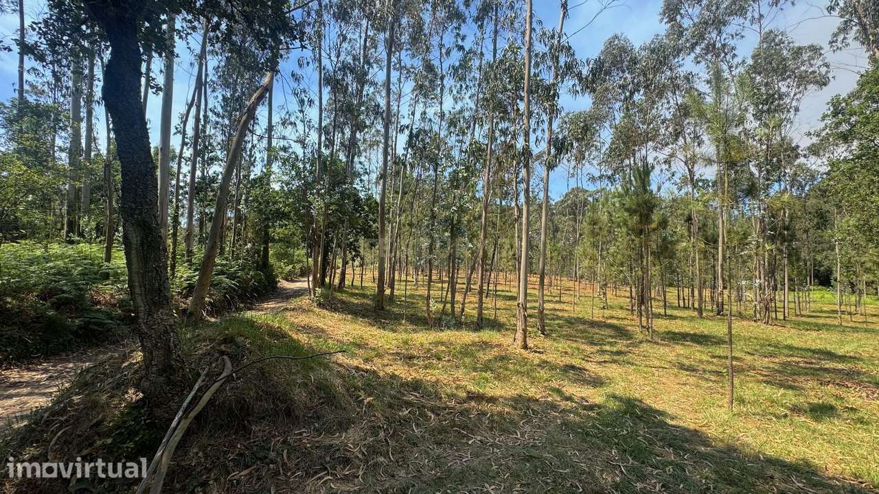 TERRENO FLORRESTAL 5.453 m² – TERROSO | PÓVOA DE VARZIM - Grande imagem: 5/9