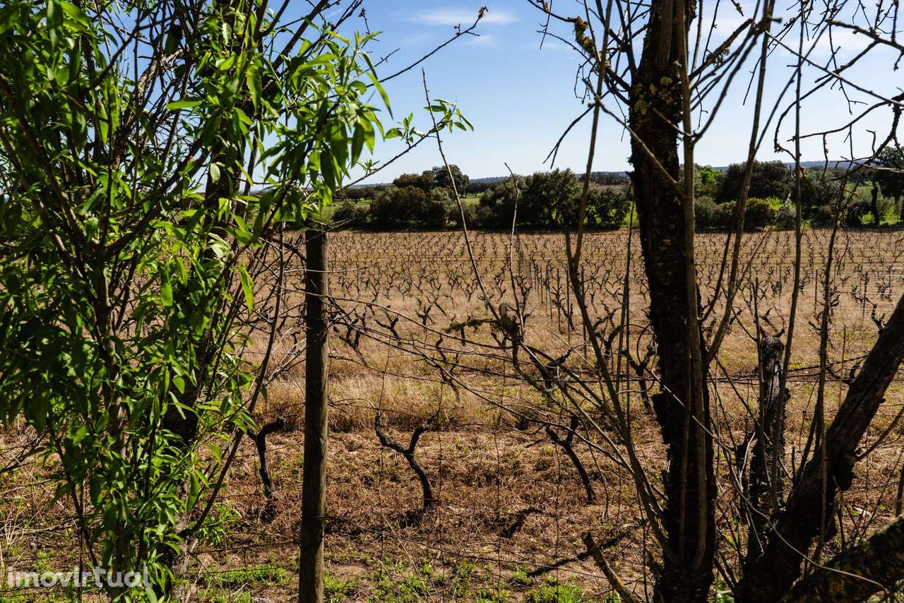 Monte Alentejano "Corval" Reguengos de Monsaraz com  54 250m2 de vinha - Grande imagem: 3/29