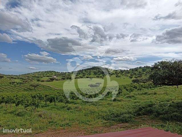 Pomar - 15 ha (romã e alfarroba) - NOVO PREÇO!! - Grande imagem: 5/33