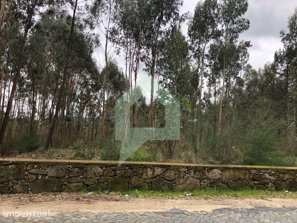 Terreno de pinhal inserido em zona de construção Alvelos, Barcelos - Grande imagem: 2/15