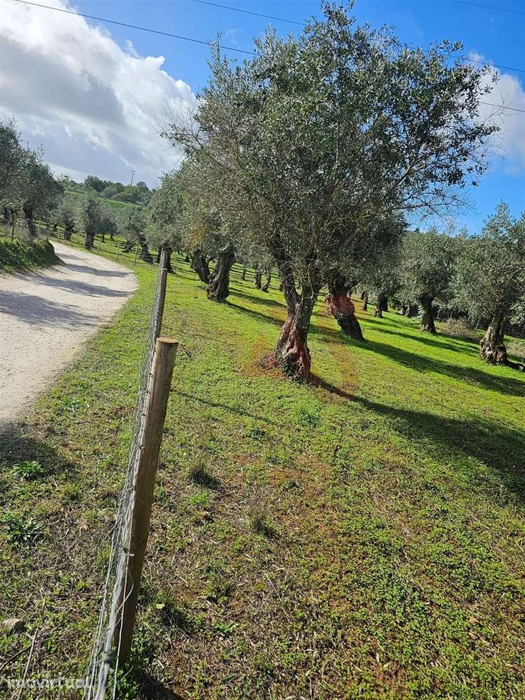 Terreno Rústico com 17.143 m² e com Olival em Nossa Senhora da Conceiç - Grande imagem: 2/6