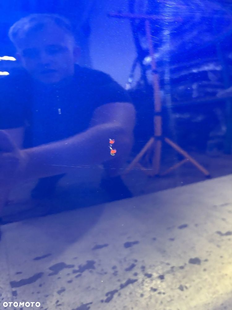 DRZWI TYLNE LEWE VOLKSWAGEN GOLF VII 7 - 6