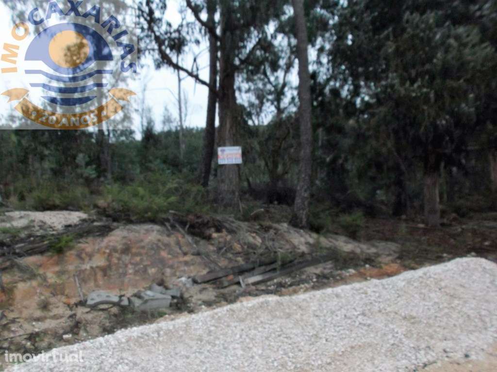 Terreno de pinhal e eucaliptos - Grande imagem: 2/3