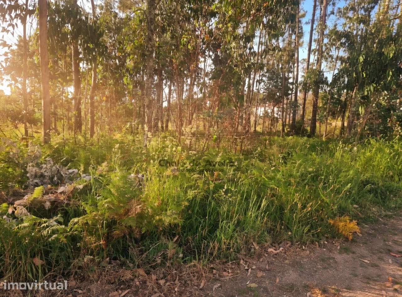 Terreno  Venda em Branca,Albergaria-a-Velha - Grande imagem: 5/5