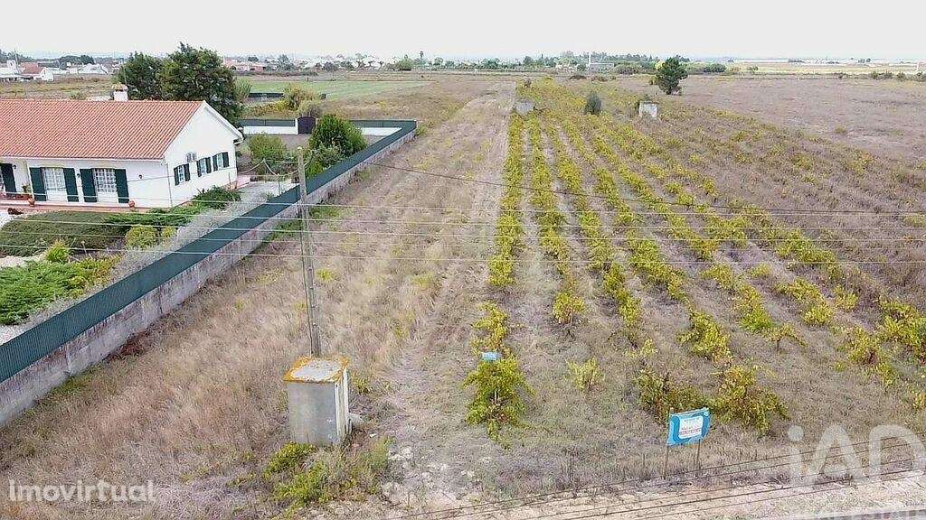 Terreno em Alpiarça de 8080,00 m2 - Grande imagem: 5/6