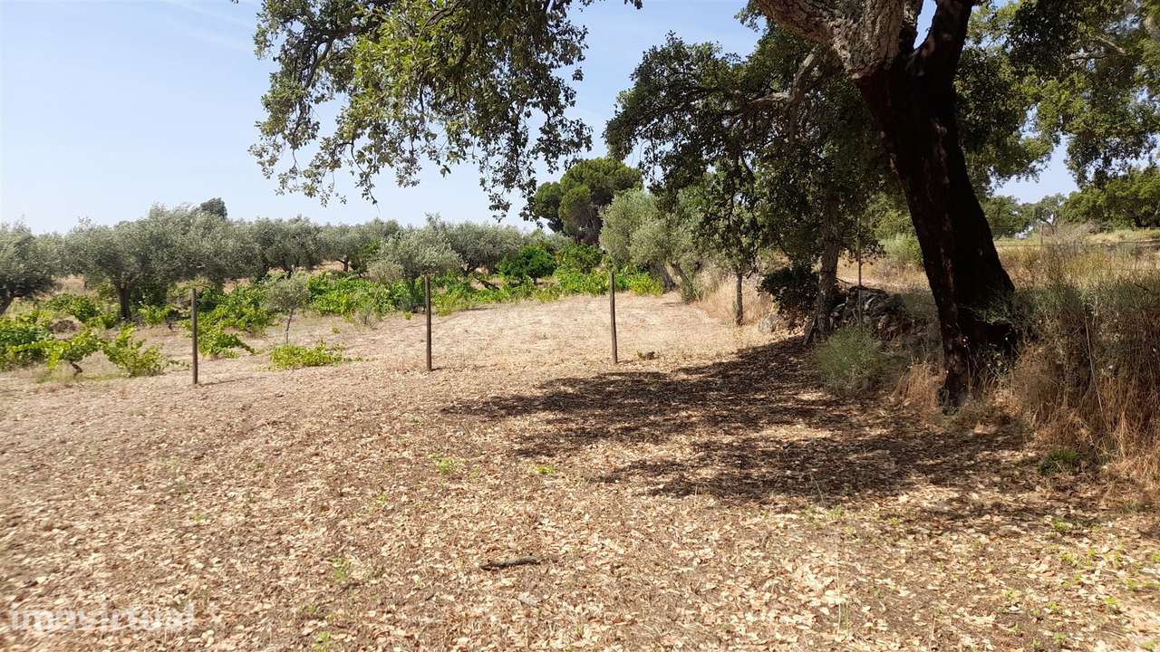 Terreno Rústico  Venda em Escalos de Cima e Lousa,Castelo Branco - Grande imagem: 5/20