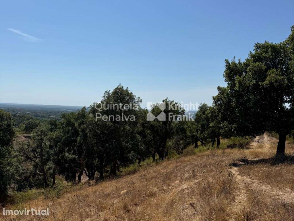 Terreno com 22,5 hectares em Santa Cruz, Santiago do Cacém - Grande imagem: 3/25