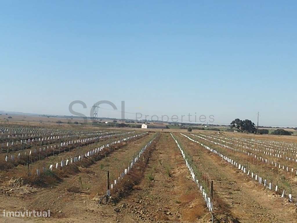 Olival super intensivo. Invista no futuro da agricultura de excelên... - Grande imagem: 2/23